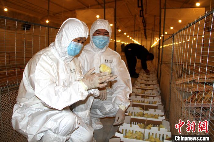 大地(宁夏)数字科技有限公司首次从新西兰引种祖代鸡(图1) 大地(宁夏)数字科技有限公司首次从新西兰引种祖代鸡(图1)
